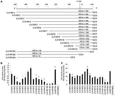 Recombinant Promoter (MUASCsV8CP) Driven Totiviral Killer Protein 4 (KP4) Imparts Resistance Against Fungal Pathogens in Transgenic Tobacco